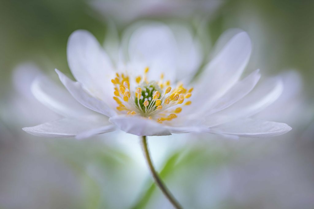 Nemorosa Nirvana