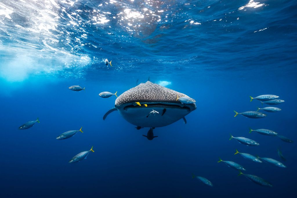 Whale shark escorted by a school of bonito