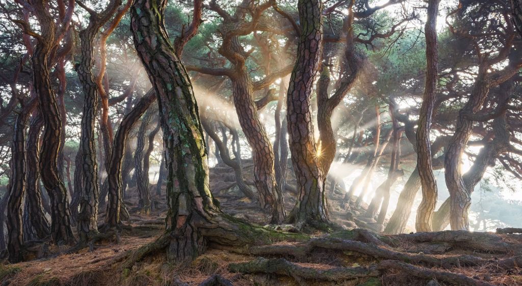 Sacred Pine Trees