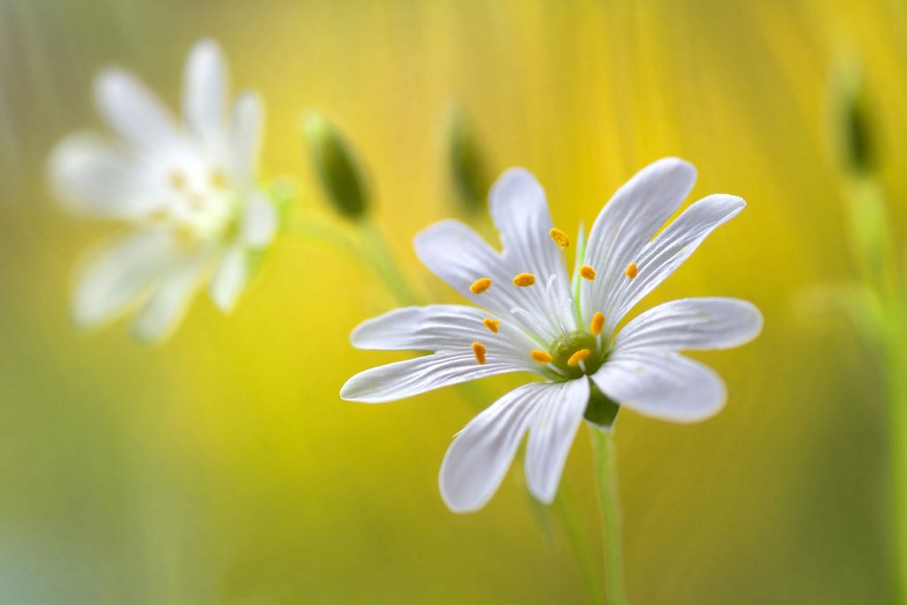 Stitchwort