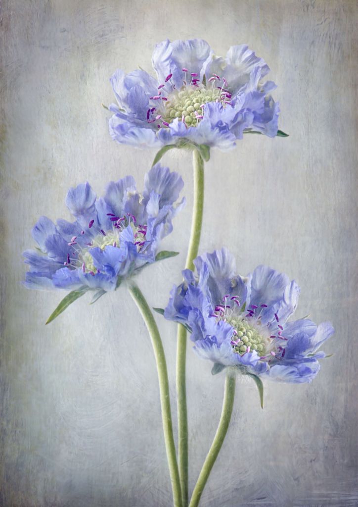 Scabiosa