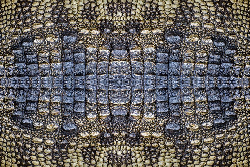 Piel de cocodrilo