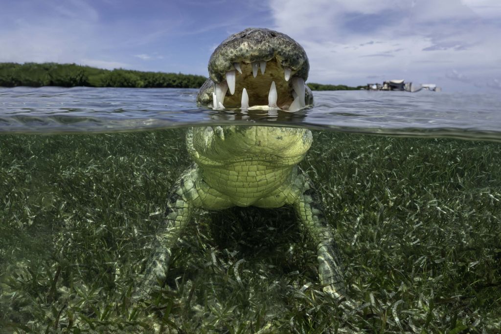 Cocodrilo en el agua