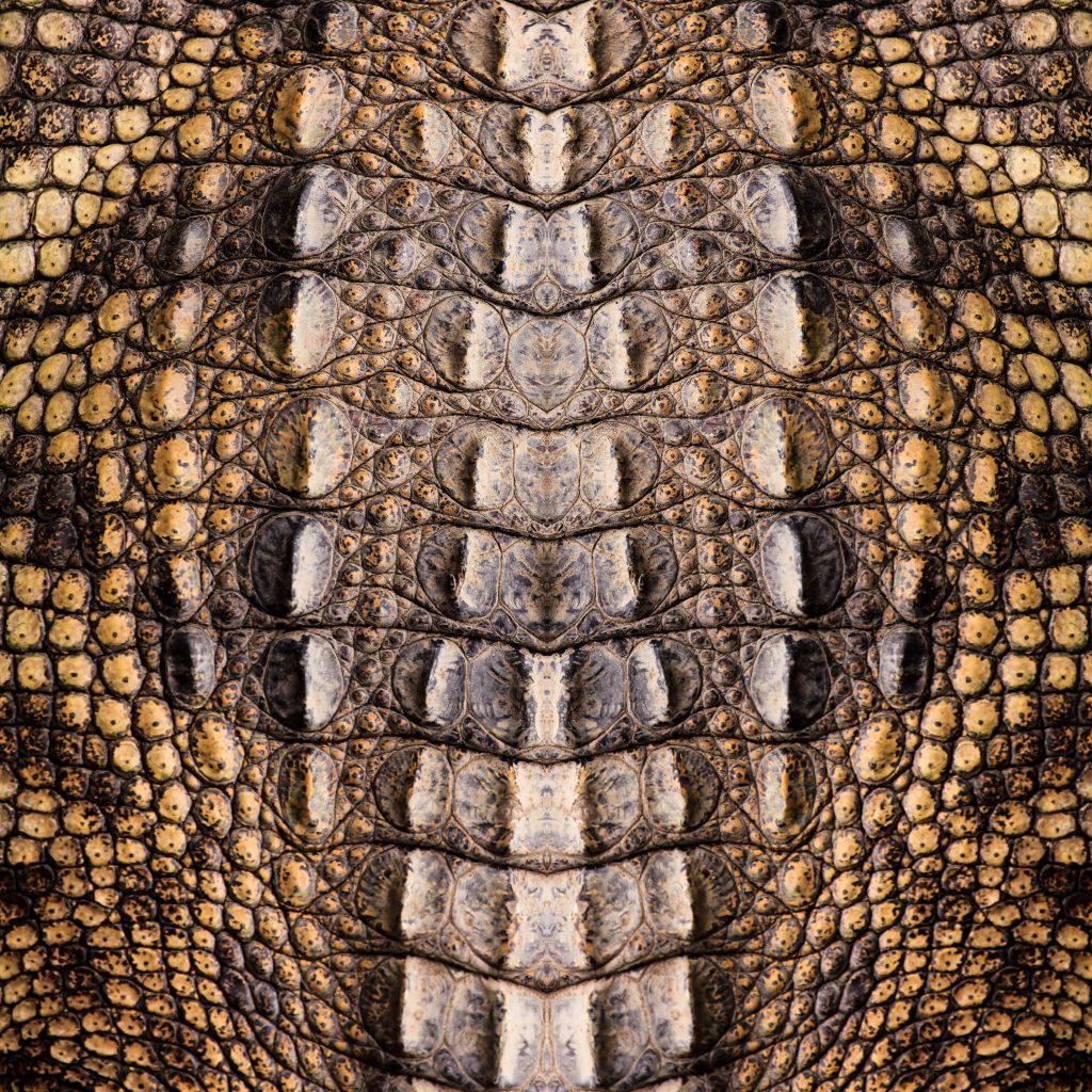 Textura de cocodrilo