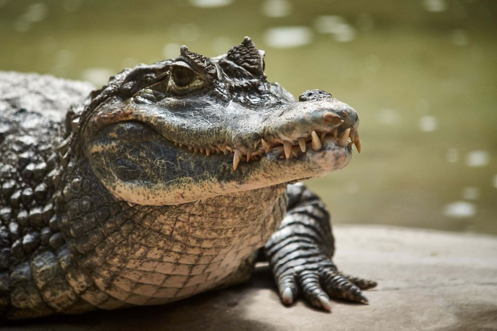 Cocodrilo joven en un lago