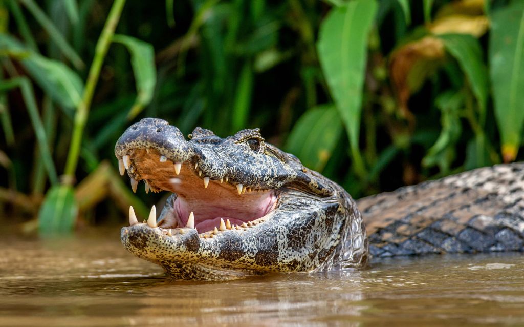 Cocodrilo en un lago