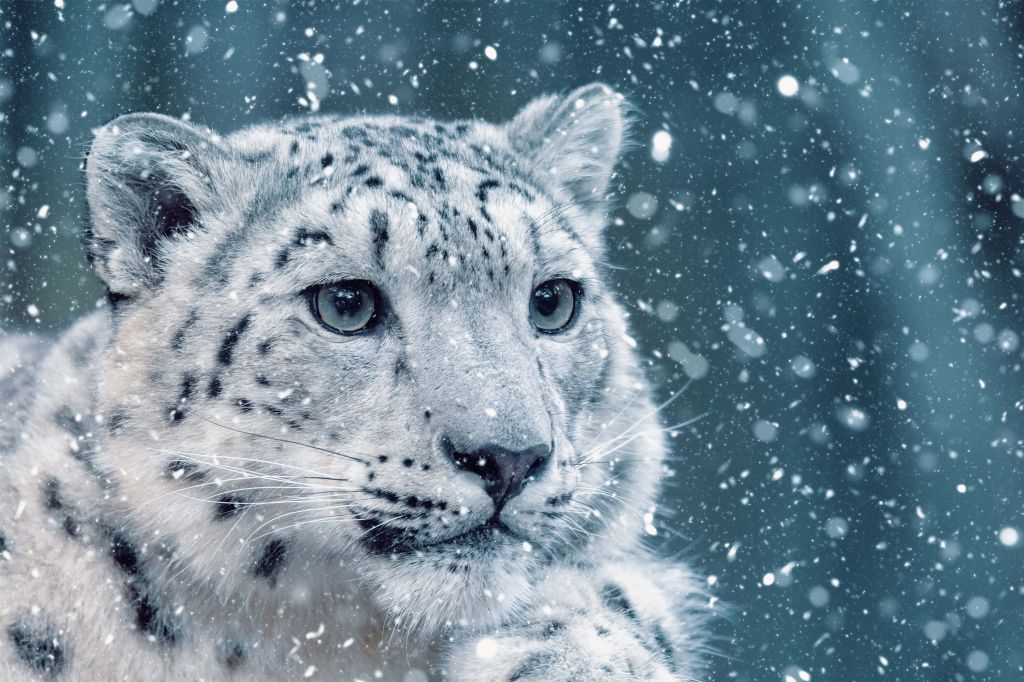 Leopardo de las nieves