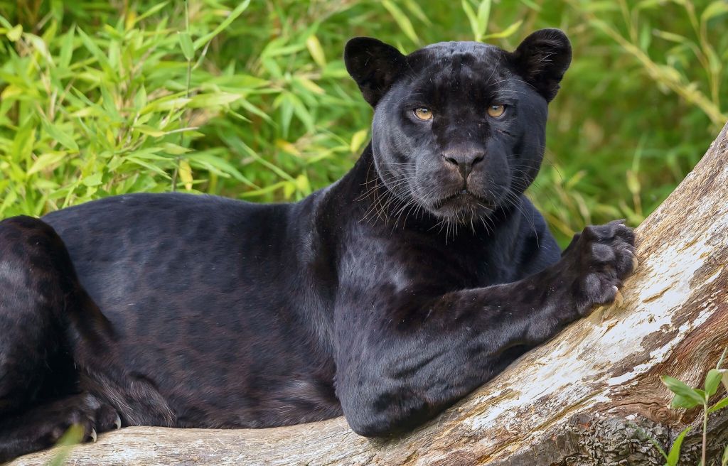 Pantera negra en un árbol