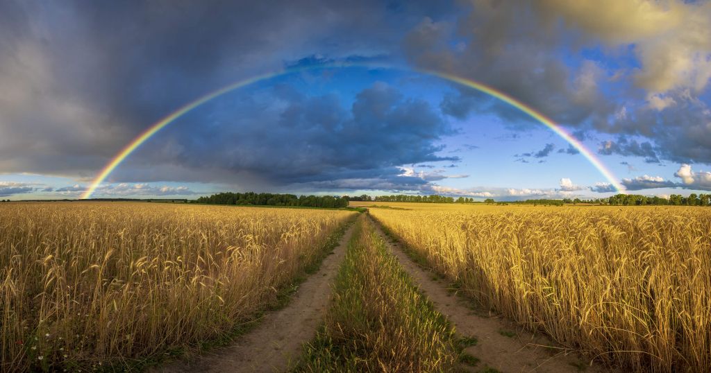 Arco iris sobre un campo de trigo