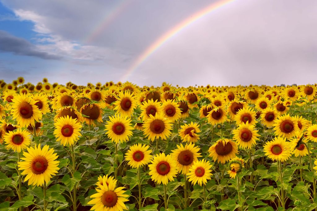 Campo de girasoles