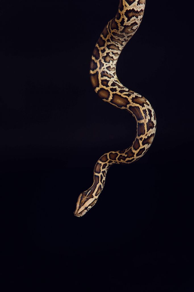 Pitón tigre