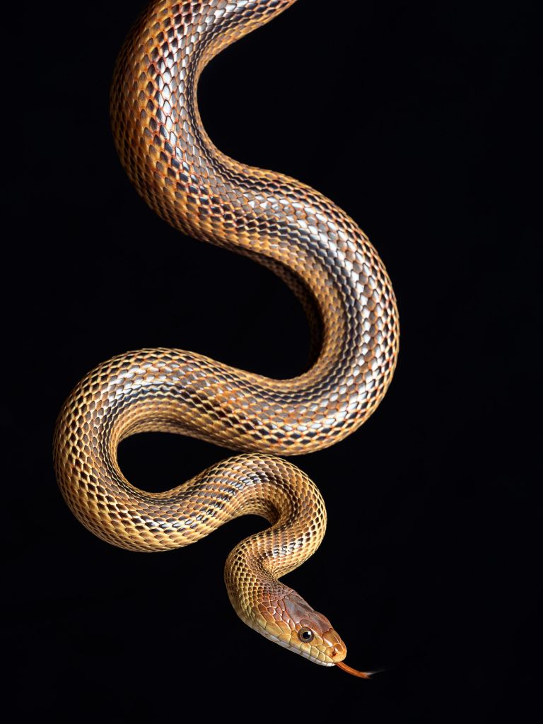 Serpiente de paso