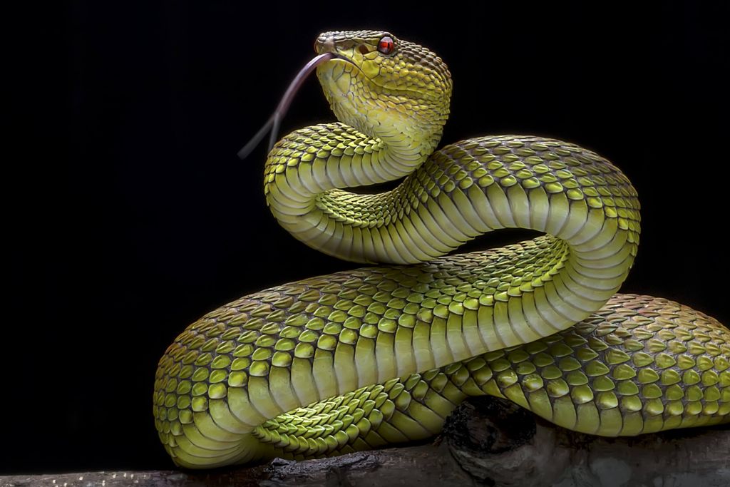 Víbora verde dorada