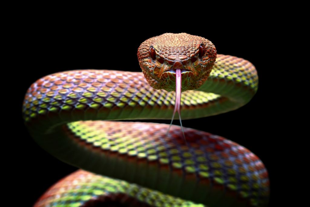 Víbora
