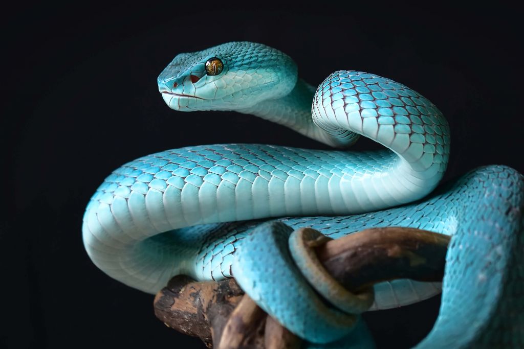 Serpiente insular azul