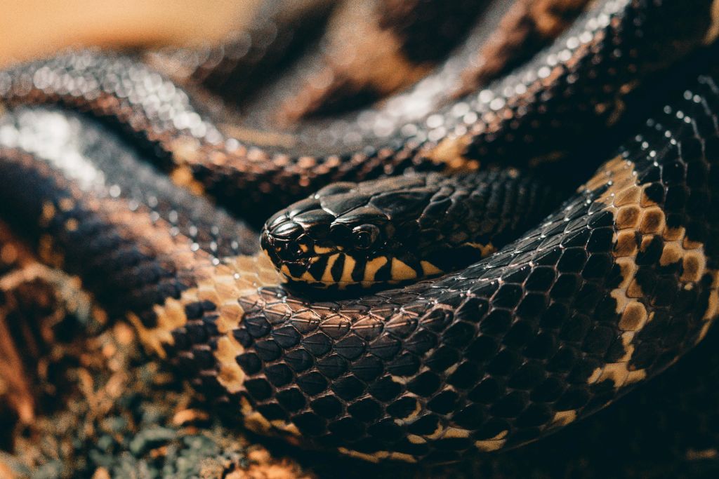 Serpiente de cerca