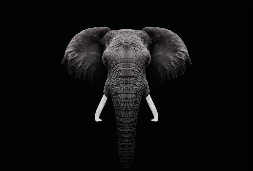 Dark Elephant