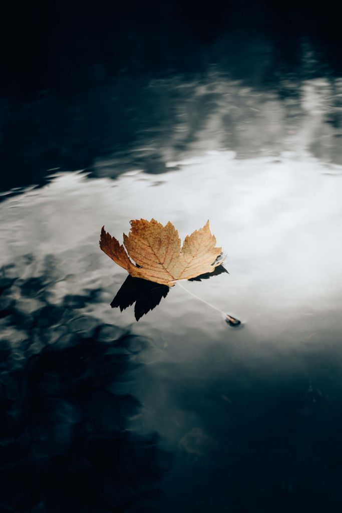 Hoja de otoño