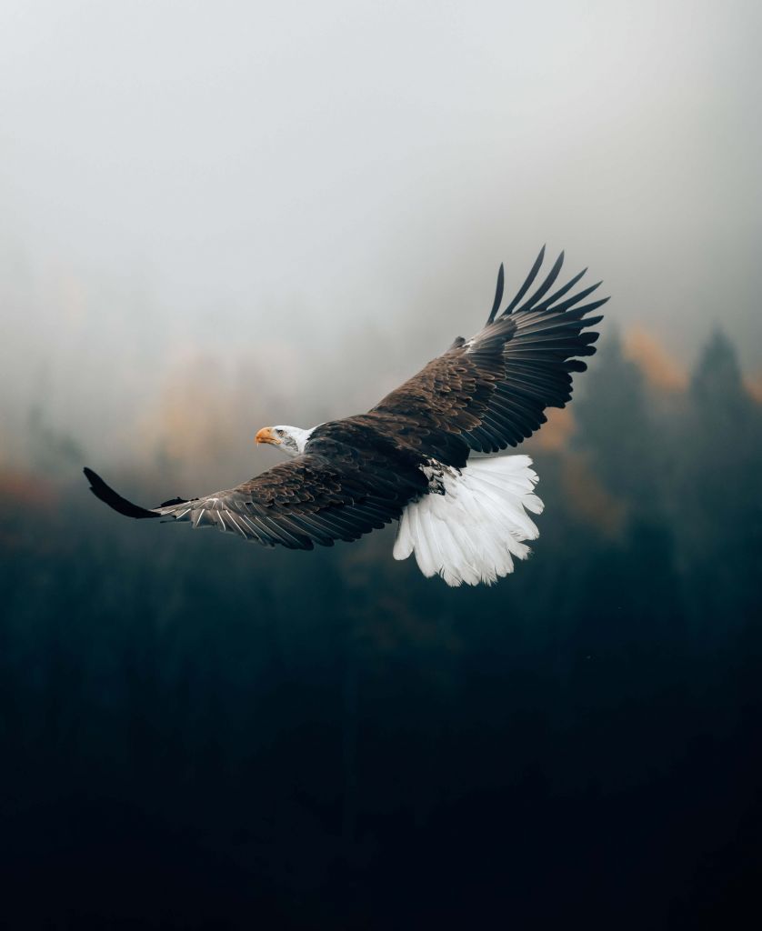 Águila calva sobre el bosque