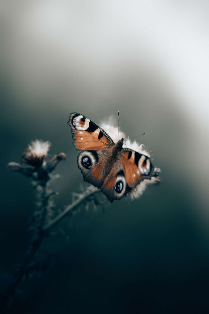 Patrón de la naturaleza