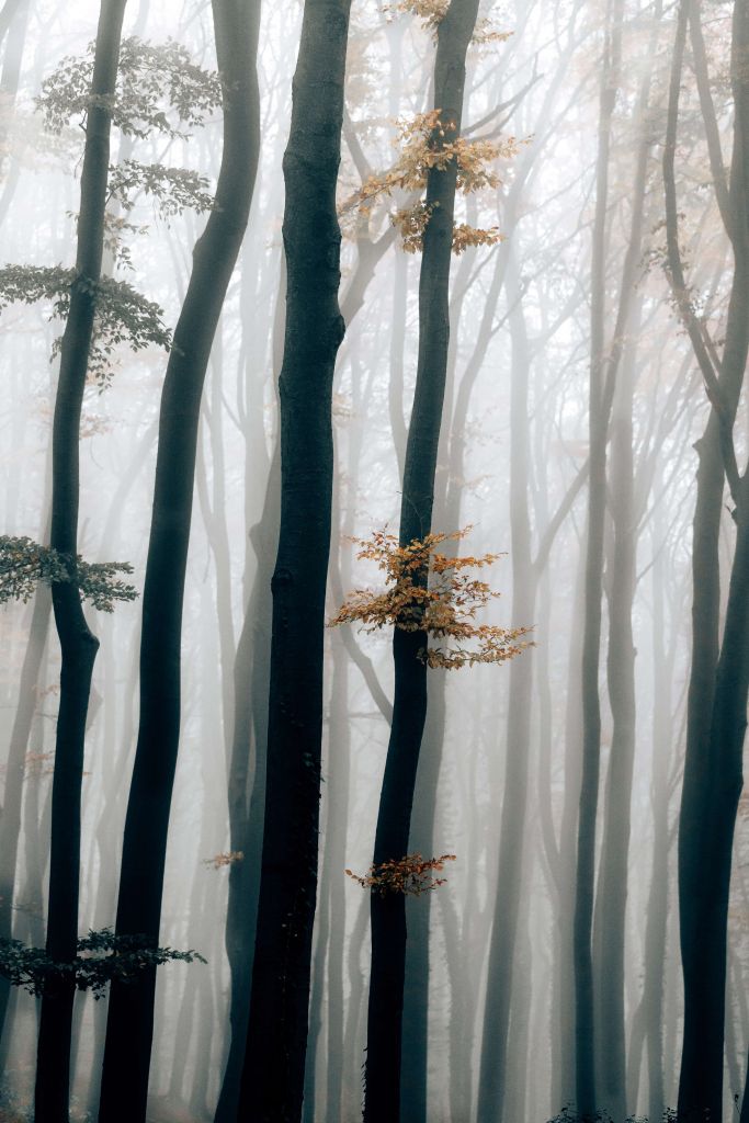 Niebla en el hayedo