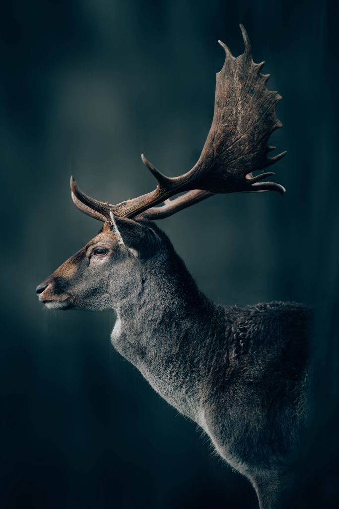 Primer plano de un gamo