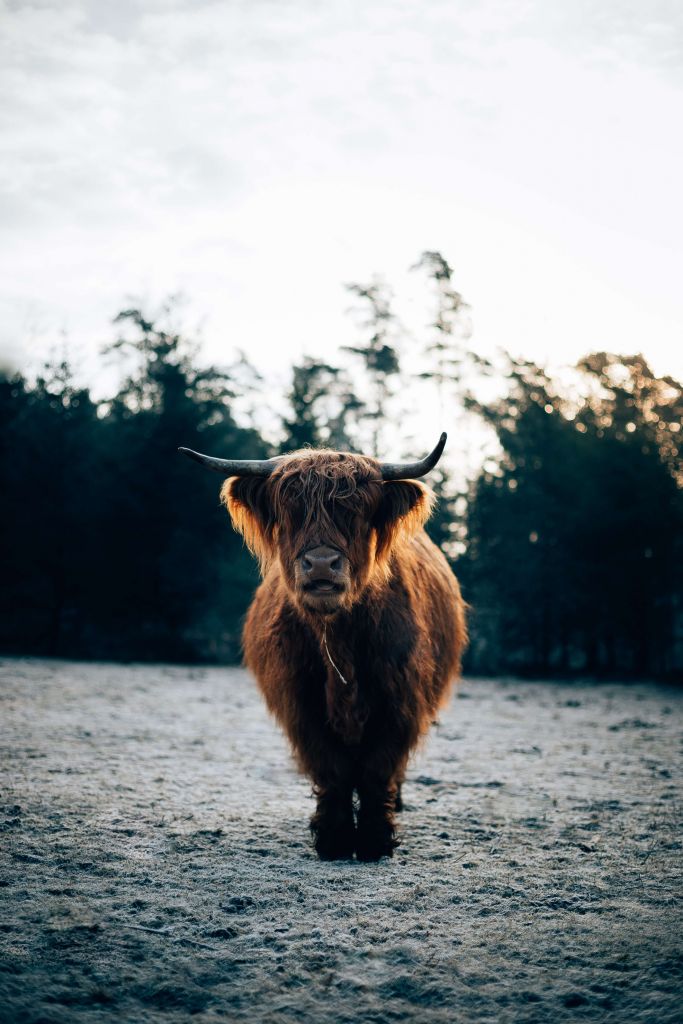 Highlander escocés bajo el sol de la mañana