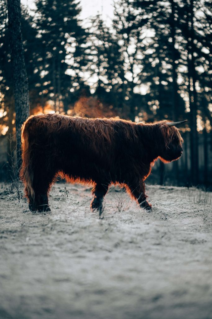 Highlander escocés en un día de invierno