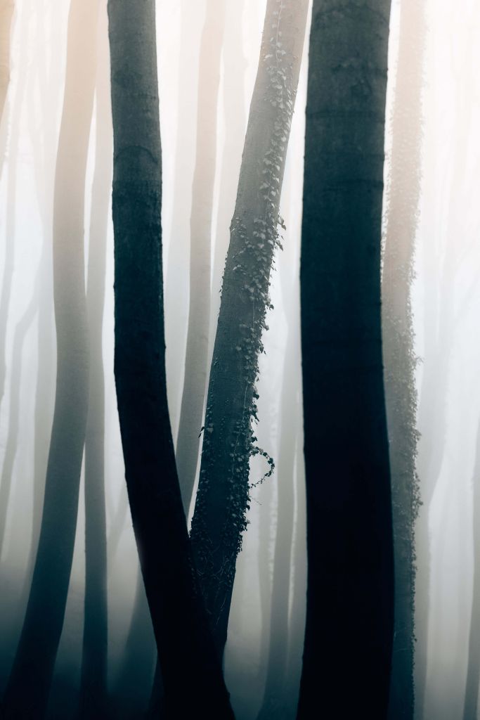 Niebla en el bosque de hayas