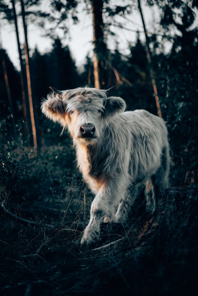 Cachorro de Highlander escocés