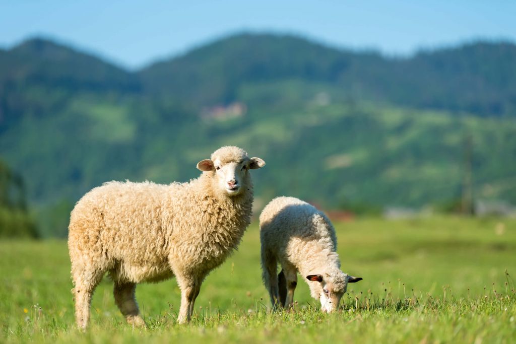Dos ovejas en el pasto