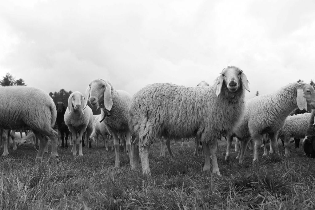 Rebaño de ovejas en blanco y negro