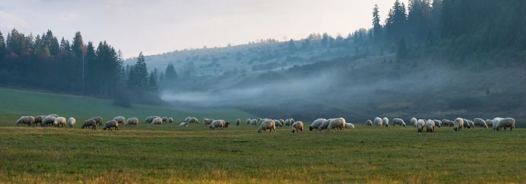 Rebaño de ovejas con paisaje de niebla