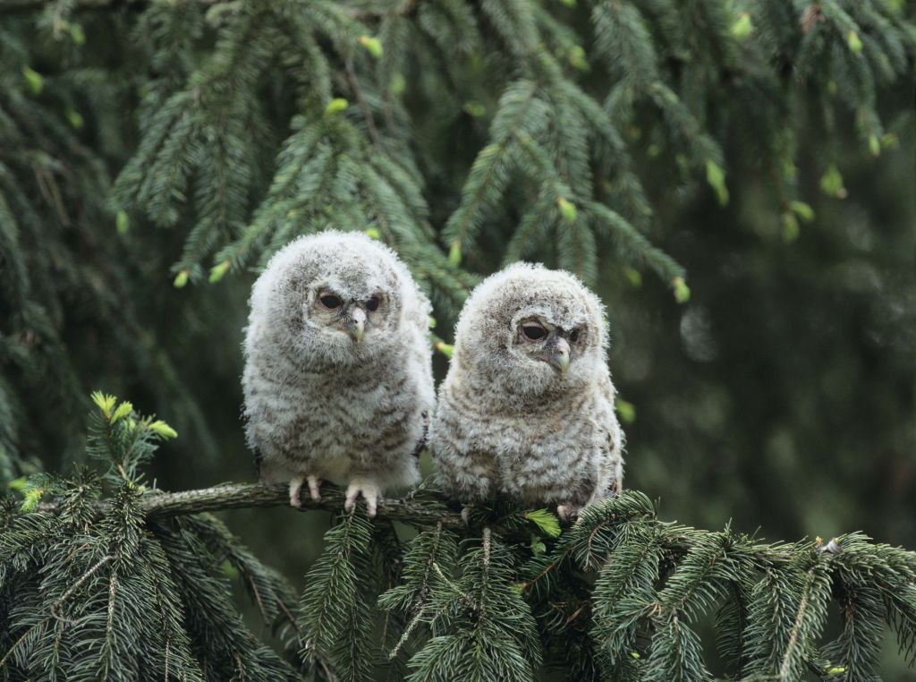 Dos búhos pequeños en un bosque verde