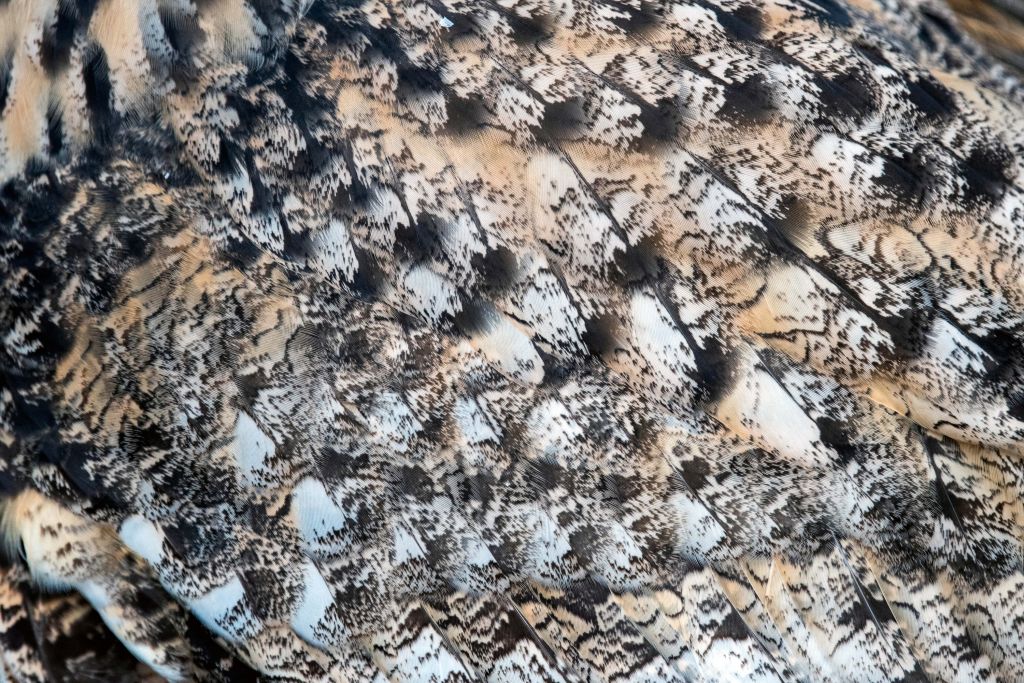 Plumas de búho