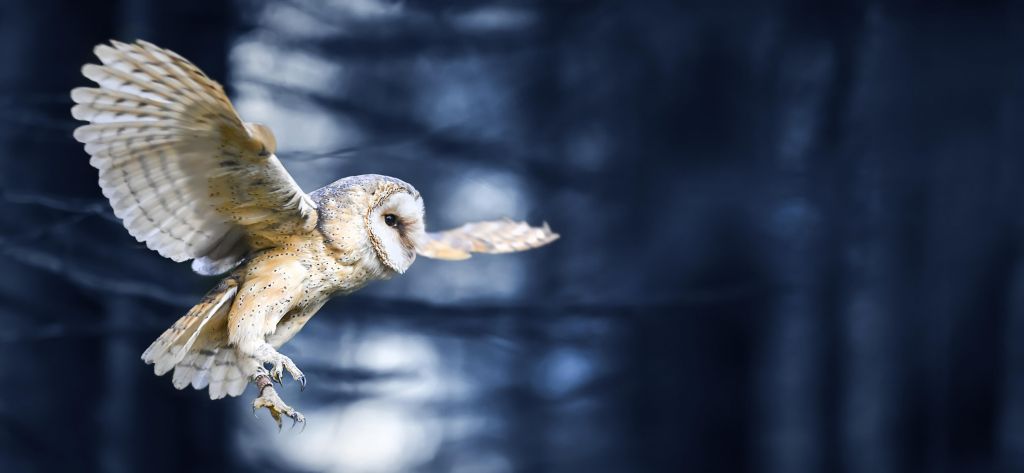 Búho volador por el bosque