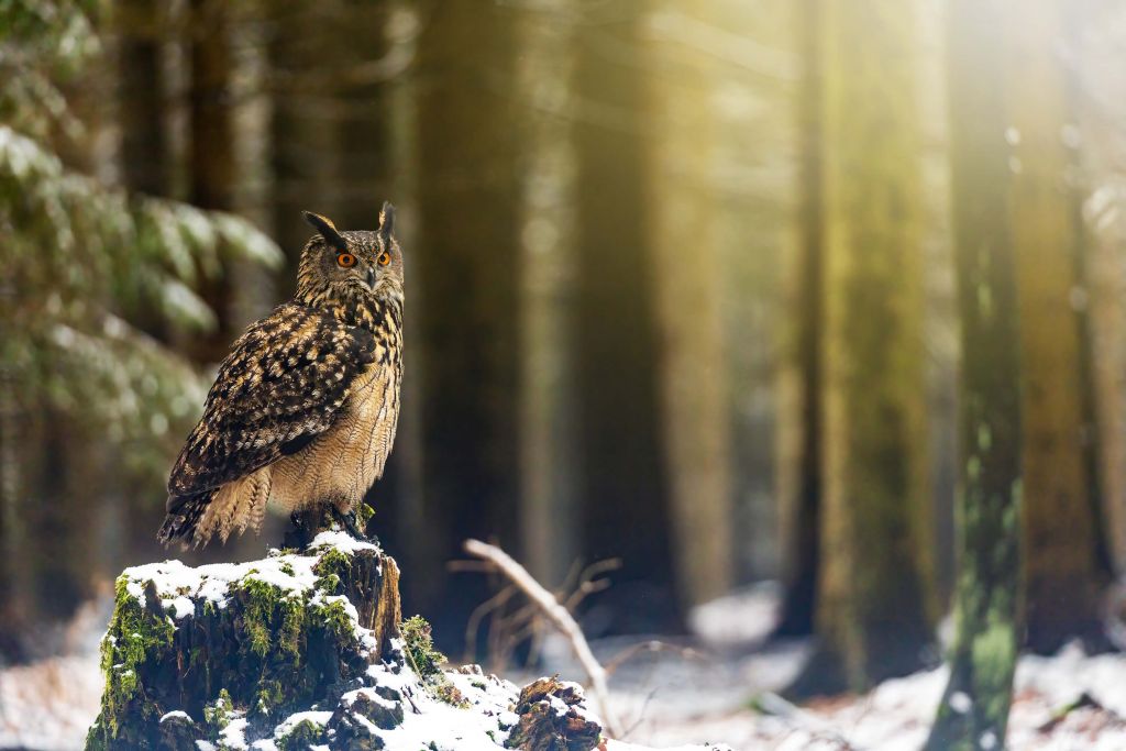 Búho en bosque nevado