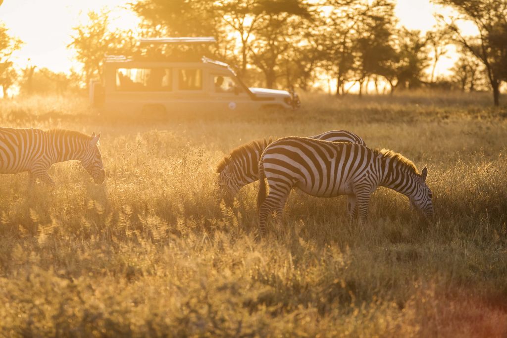 Safari de cebra