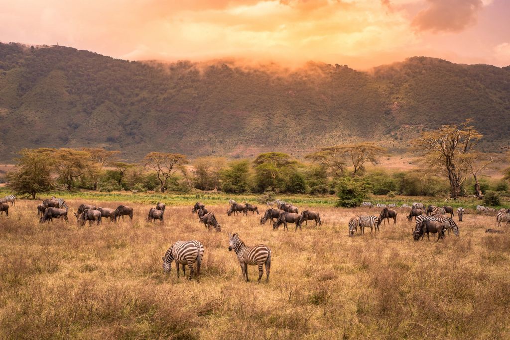 Paisaje de sabana con cebras