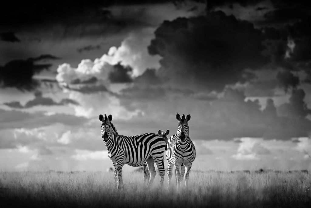Cebras en la distancia en blanco y negro