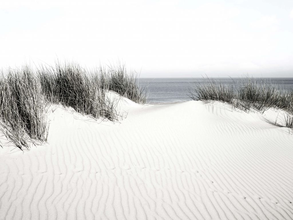 Paso de dunas a la playa en blanco y negro