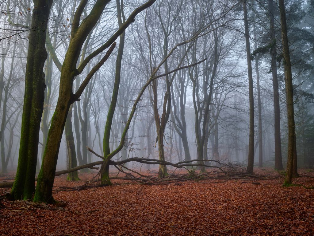 Misterioso bosque brumoso