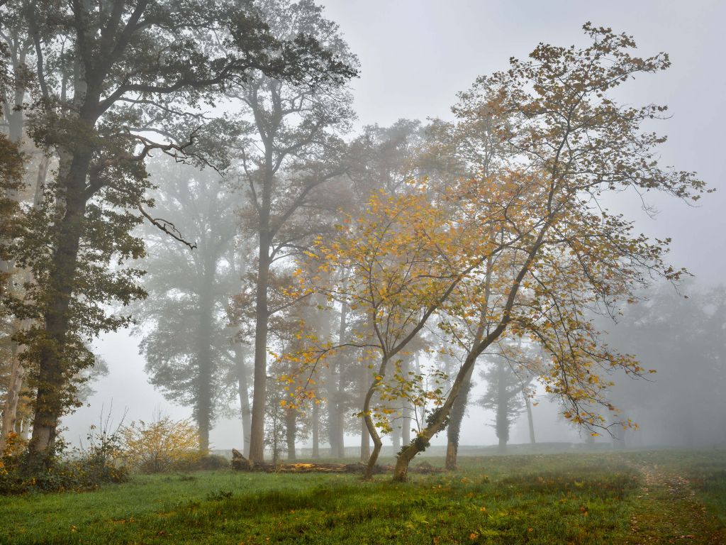 Campo de hierba con árboles y niebla