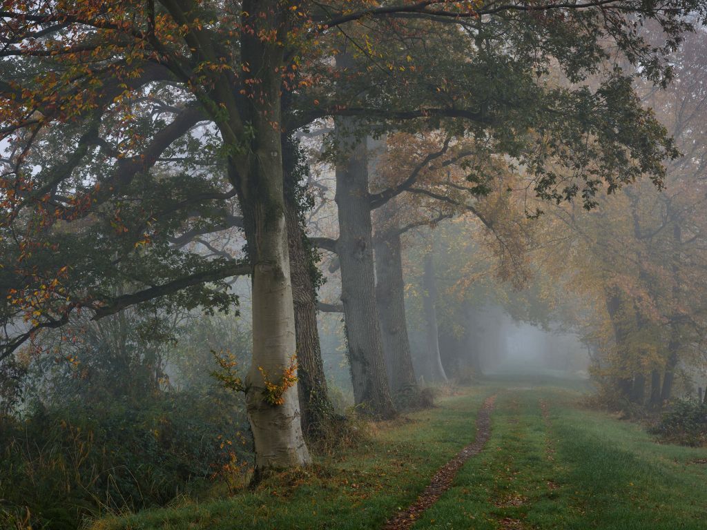 Carril con árboles en la niebla