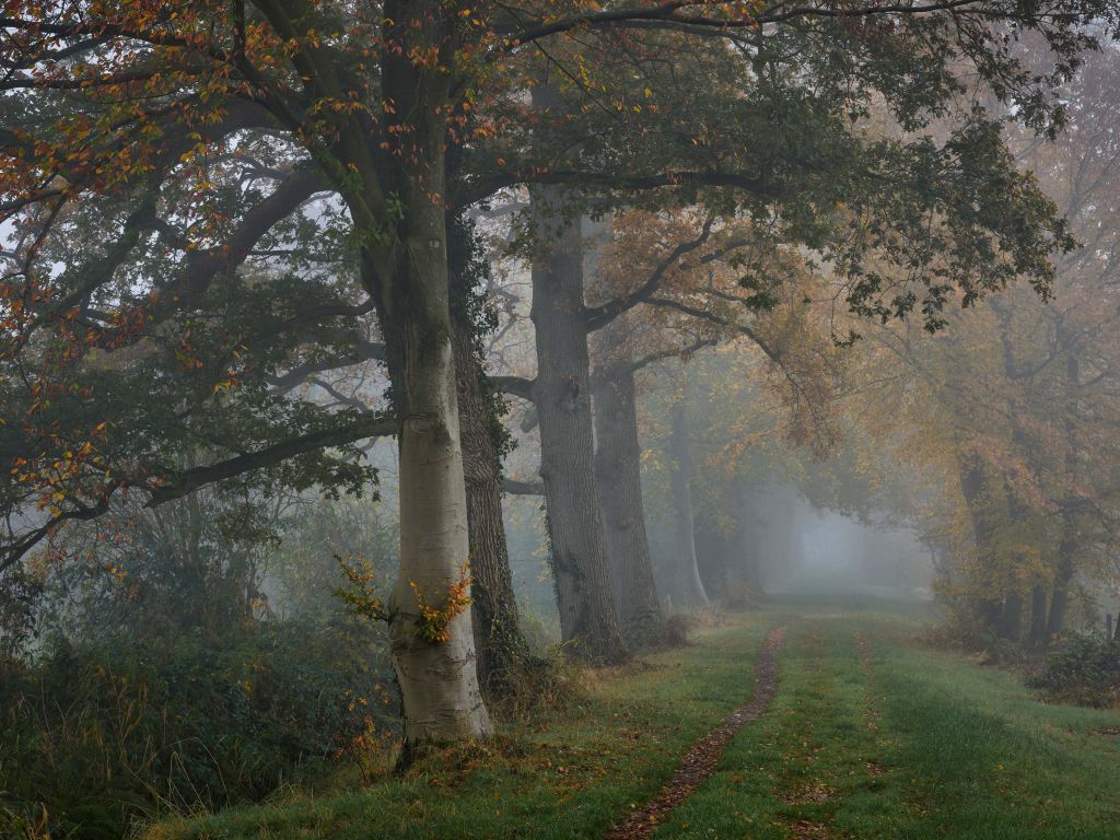 Carril con árboles en la niebla