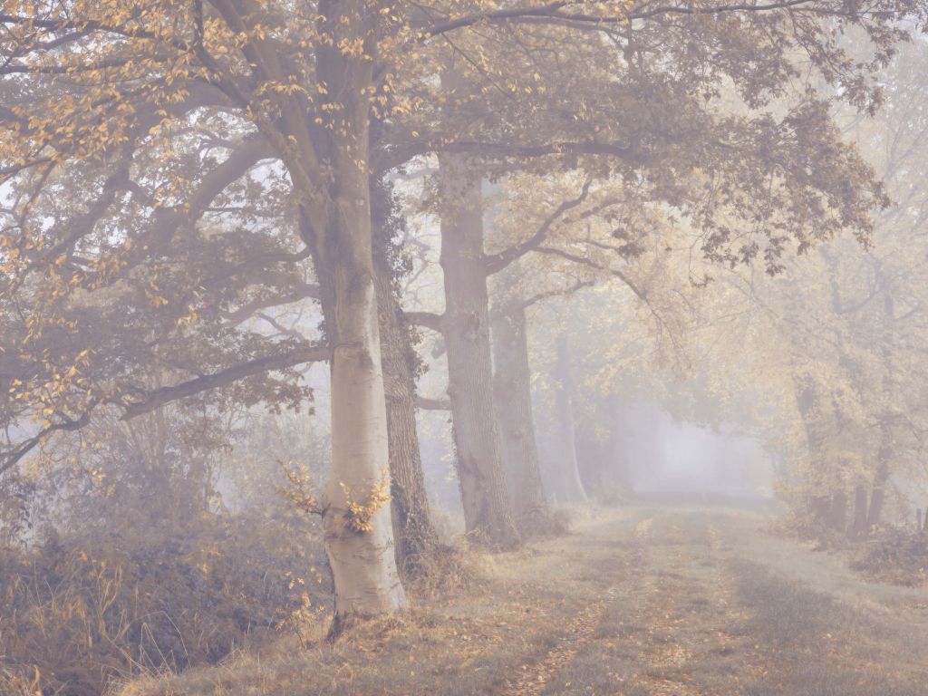 Camino brumoso con árboles