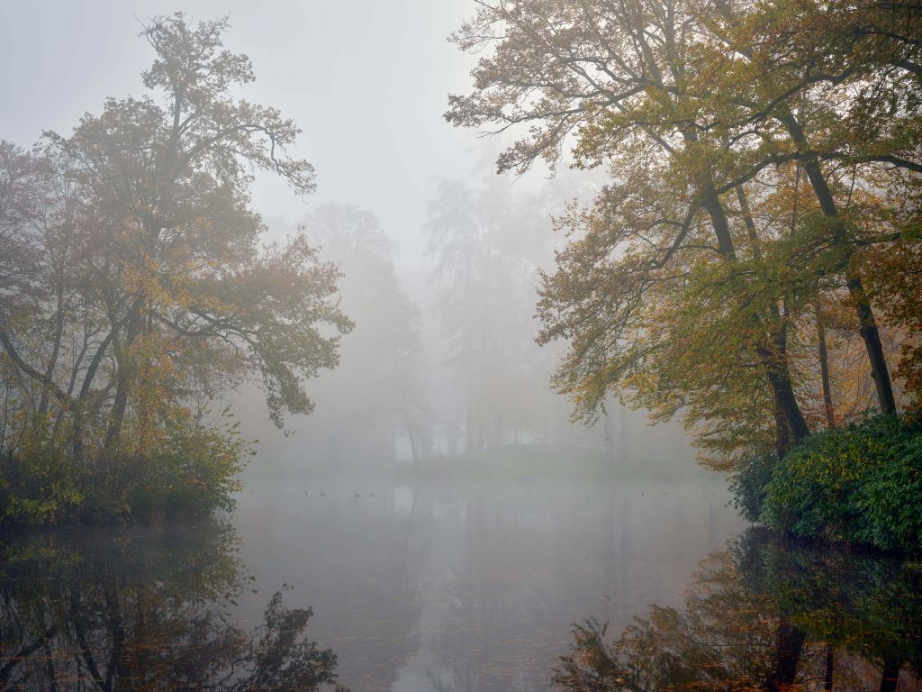 Estanque del bosque en la niebla