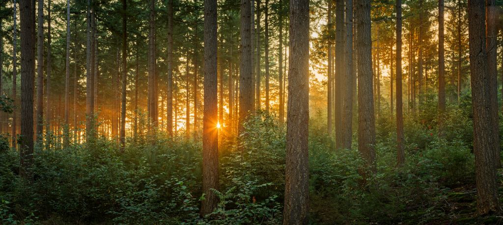 Rayos de sol en un bosque de coníferas