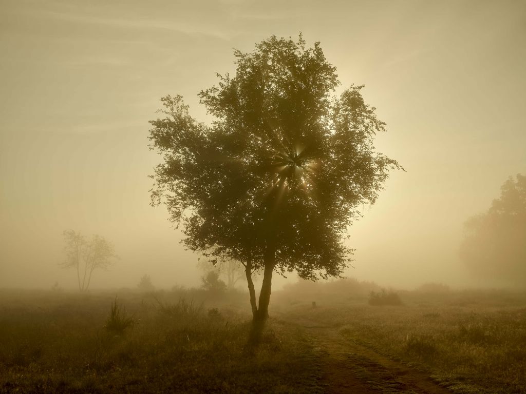 Amanecer dorado