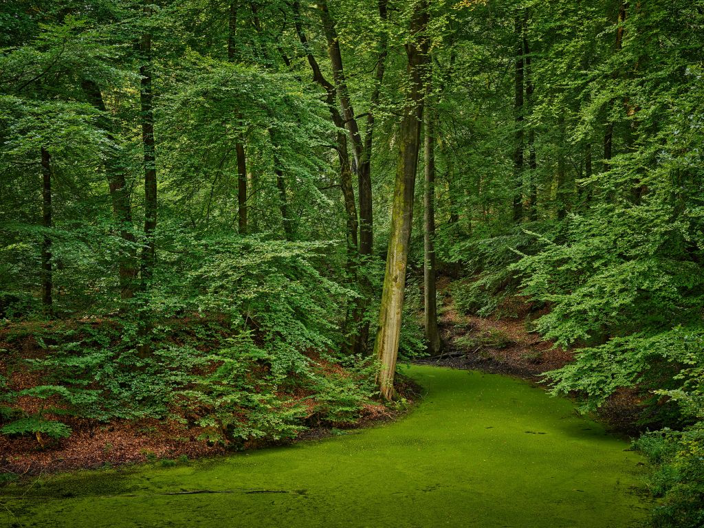 Arroyo con lenteja de agua en el bosque